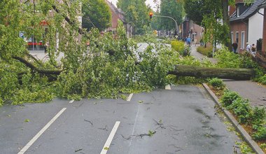 Verkehrssicherungspflicht Straßenbäume