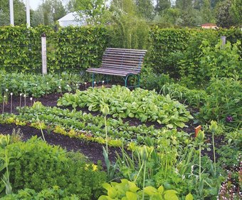 Kleingärten Gartengestaltung und Grünflächengestaltung