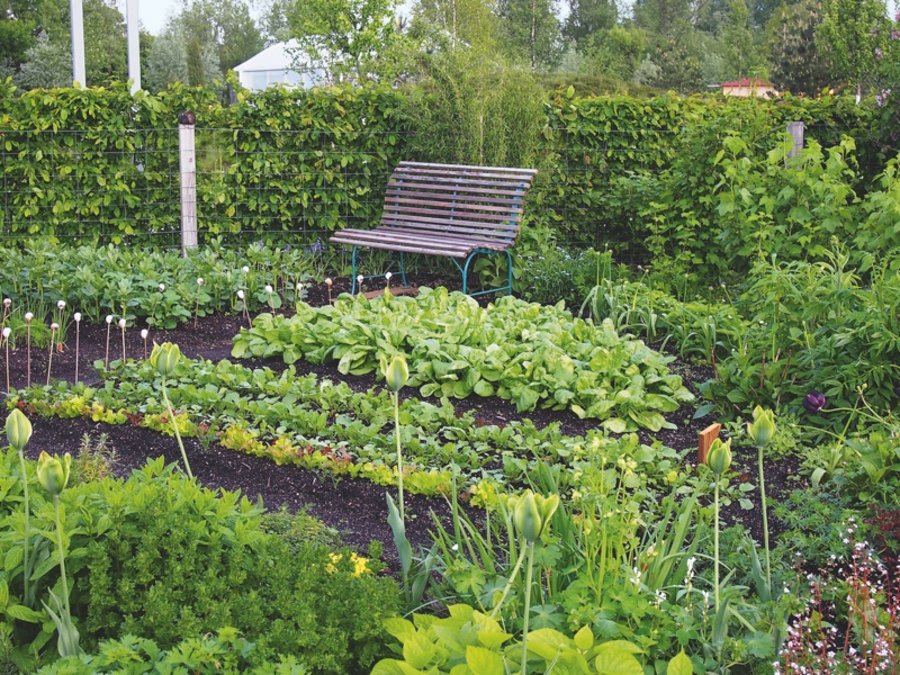 Kleingärten Gartengestaltung und Grünflächengestaltung