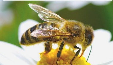 Bienen Naturschutz