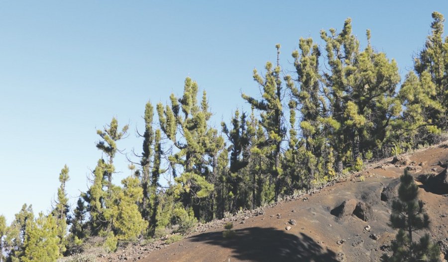 La Palma Klimabäume