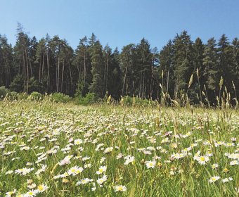 Schwab Wildblumen Rollrasen