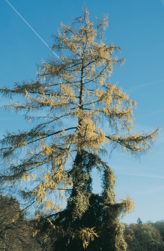 Baum des Jahres Arboristik