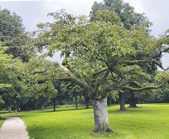 ETH Zürich Baumforschung