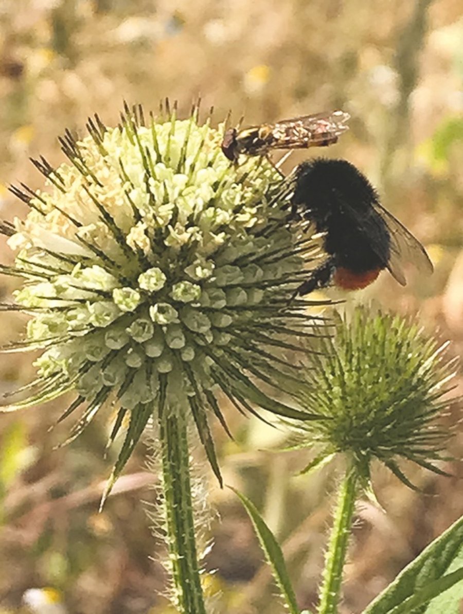Bienen Grünflächenämter