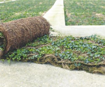 Helix Pflanzensysteme Bodendecker Bauwerksbegrünung