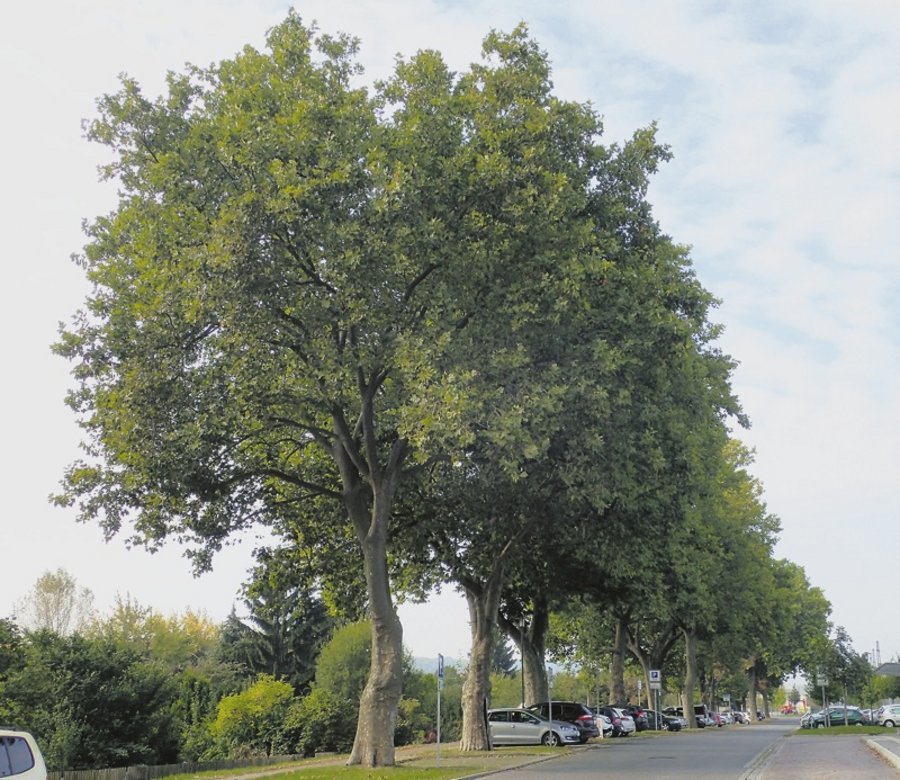 Stadtbäume Baumkontrolle