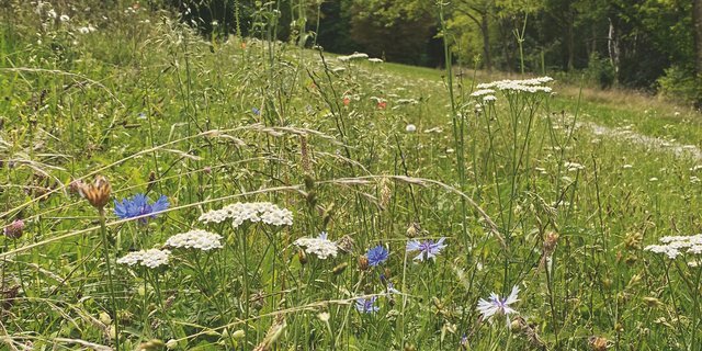 Artenschutz Biodiversität