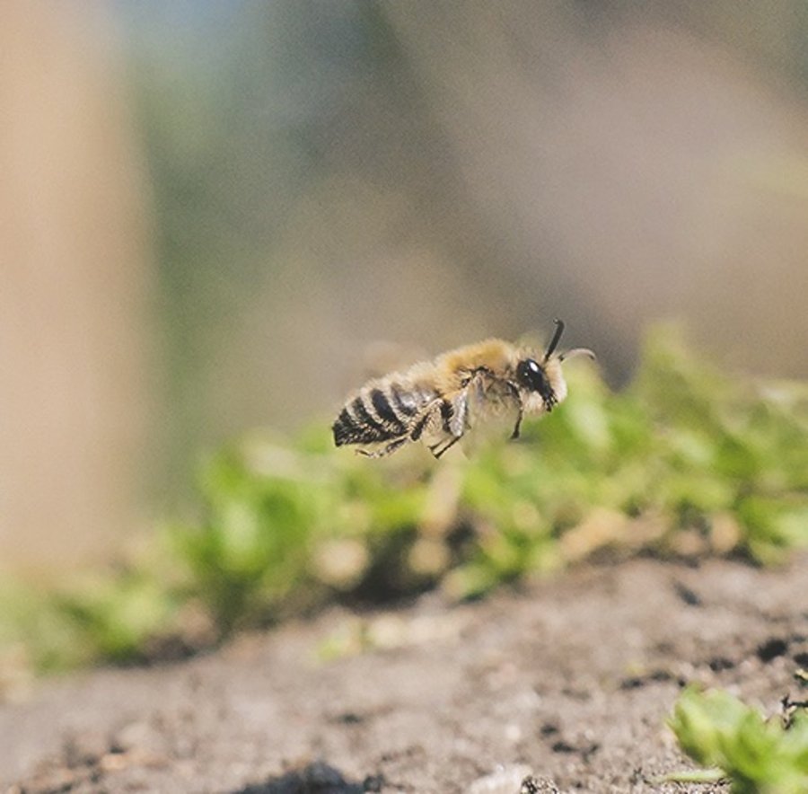 Bienen Klimawandel
