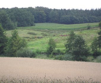 Deutsche Bundesstiftung Umwelt (DBU) Biodiversität