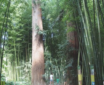 Bambus Historische Parks und Gärten