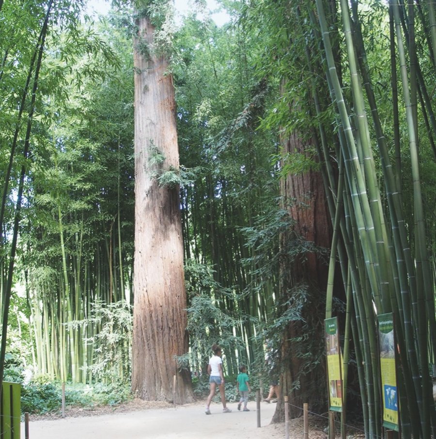 Bambus Historische Parks und Gärten
