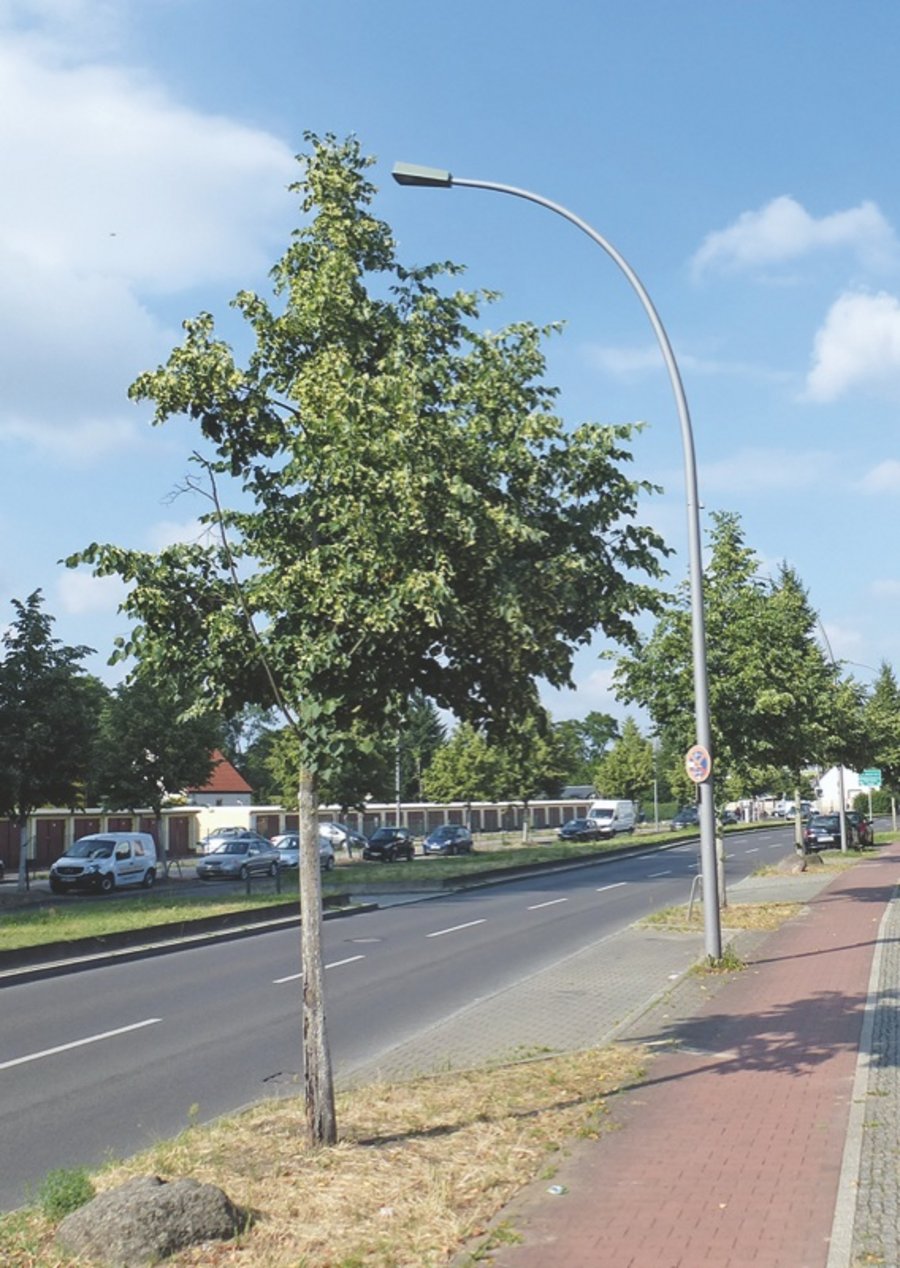 Straßenbäume Baumpflanzung