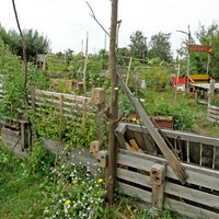 Ein Holzgitter, an dem Blumen ranken, steht in einem grünen Gemeinschaftsgarten.