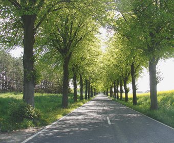 Hessen Straßenbäume