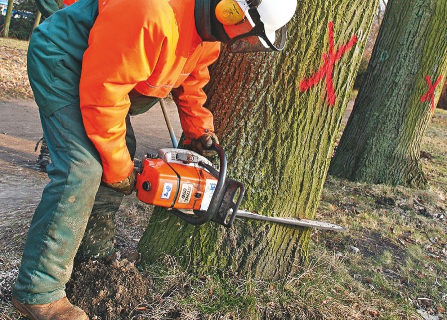 Schnitt- und Fällverbote Baumschutz