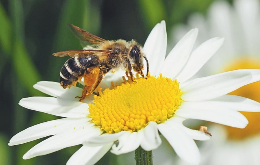 Bienen Forschung und Bildung