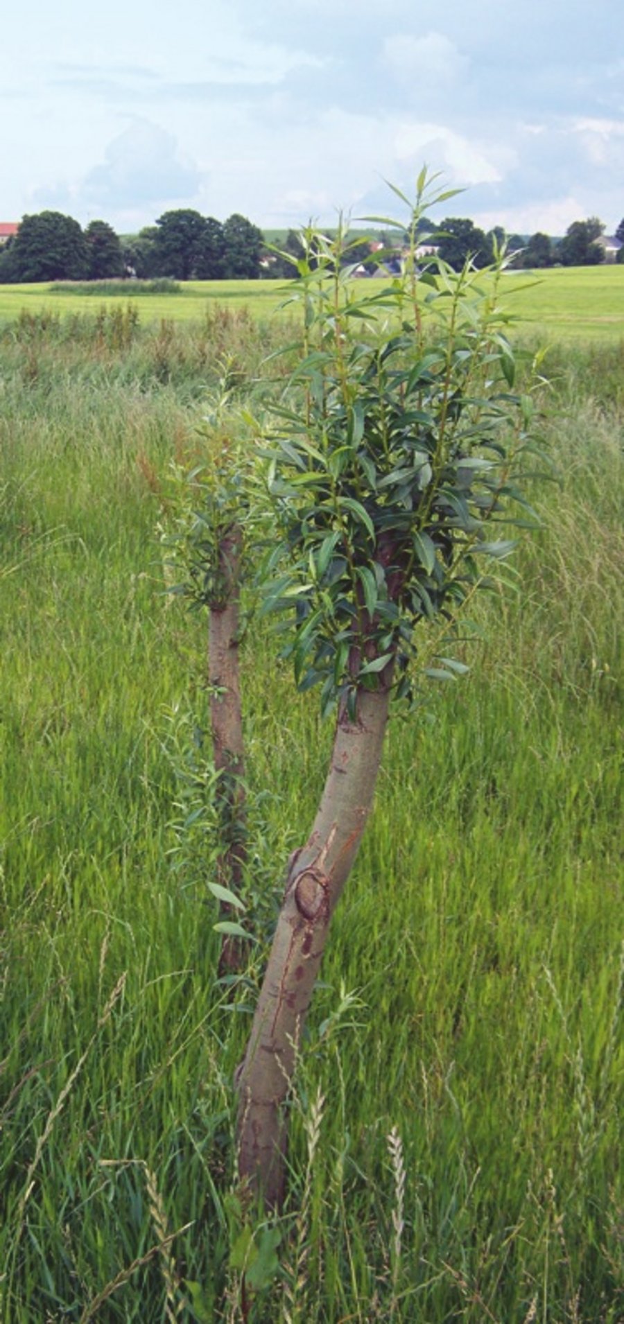 Salix Arboristik