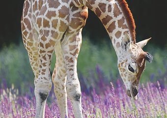 Tierparks Biodiversität