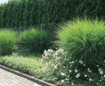 Ziergräser Gartengestaltung und Grünflächengestaltung