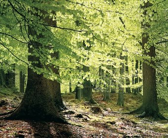 Wälder Freiraumplanung