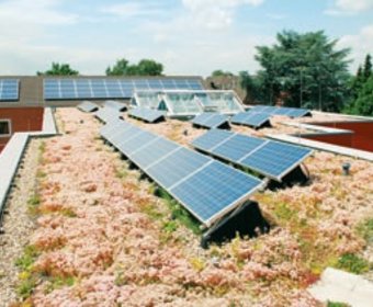 Optigrün Photovoltaik Dachbegrünung