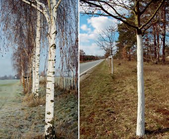 Birken Baumkrankheiten