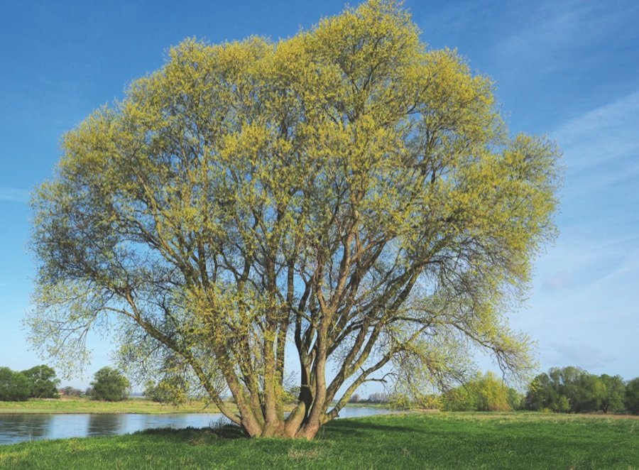 Salix Arboristik