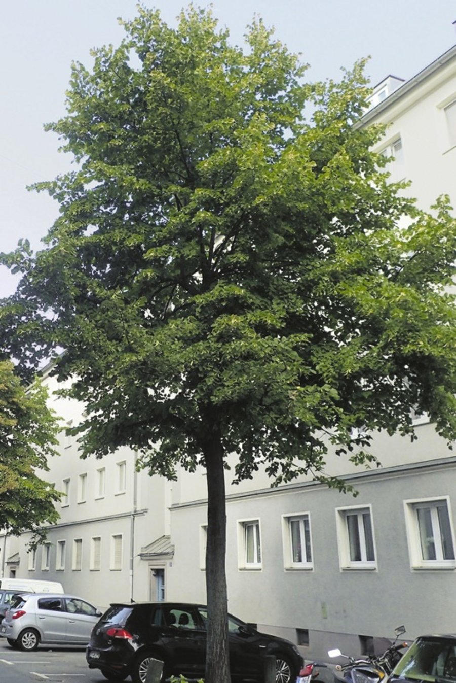 Stadtbäume Baumkontrolle