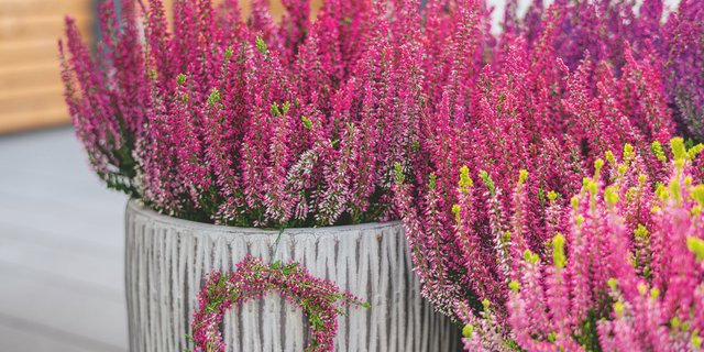 Gardengirls Heidepflanzen Gartengestaltung