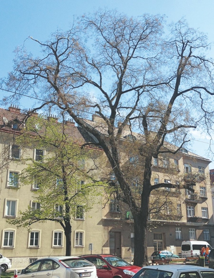 Straßenbäume Arboristik