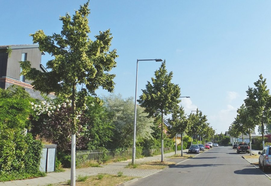 Straßenbäume Baumpflanzung