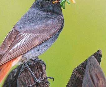 Vögel Biodiversität