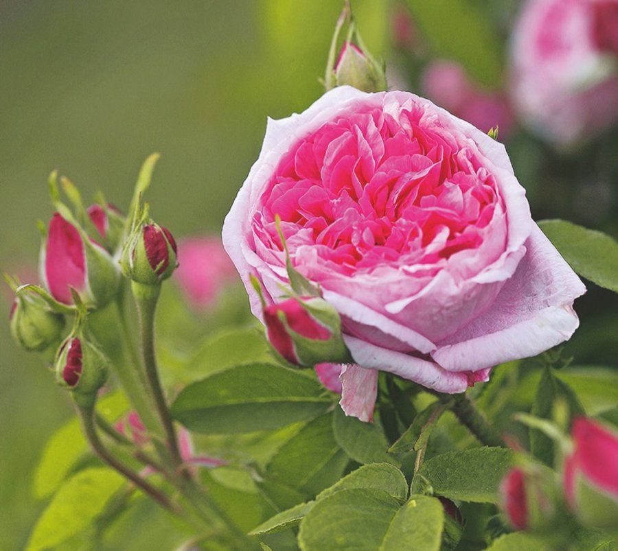 Rosengärten Gartendenkmalpflege
