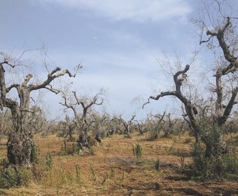 Olivenbäume Baumforschung